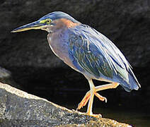 Green Heron