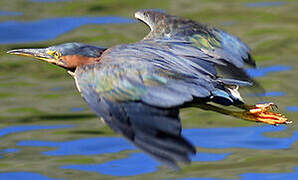 Green Heron