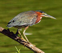 Green Heron