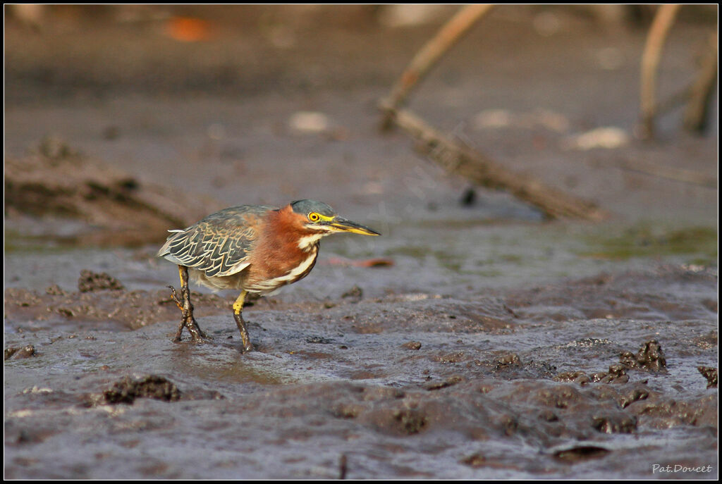 Green Heron