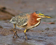 Green Heron