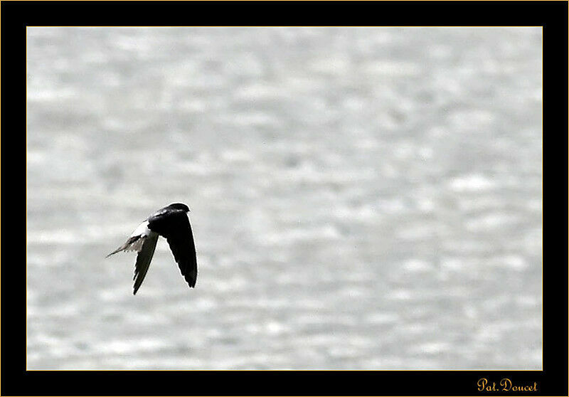 Common House Martin