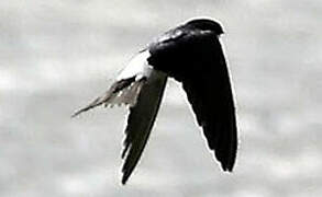 Western House Martin