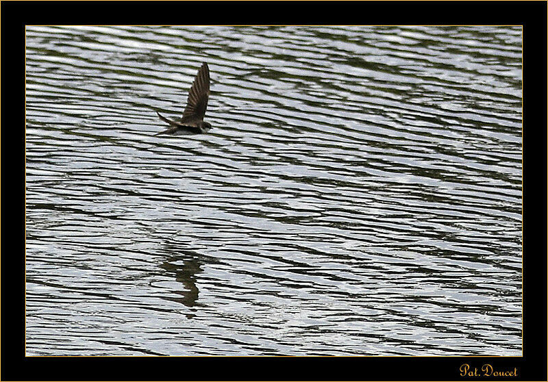 Sand Martin