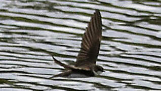 Sand Martin