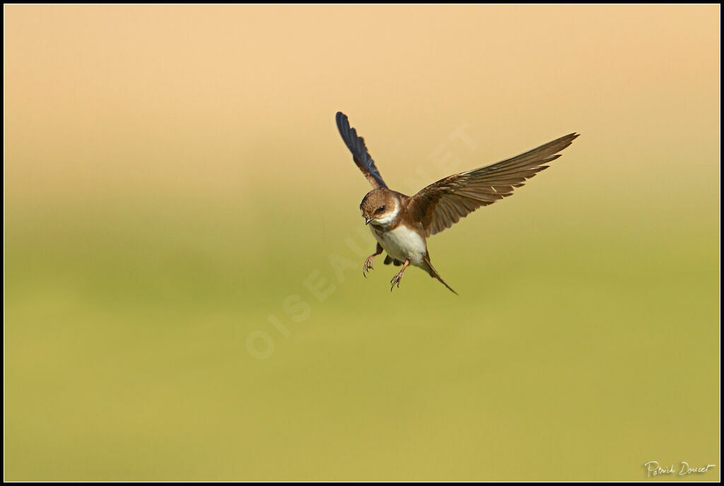 Sand Martin