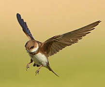 Sand Martin