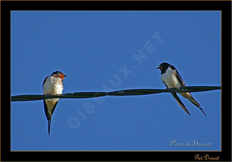 Barn Swallow