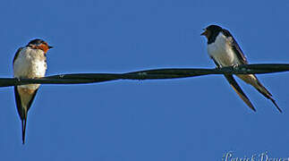 Barn Swallow