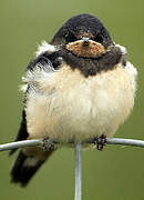 Barn Swallow