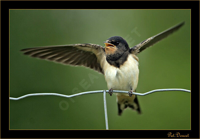 Barn Swallow