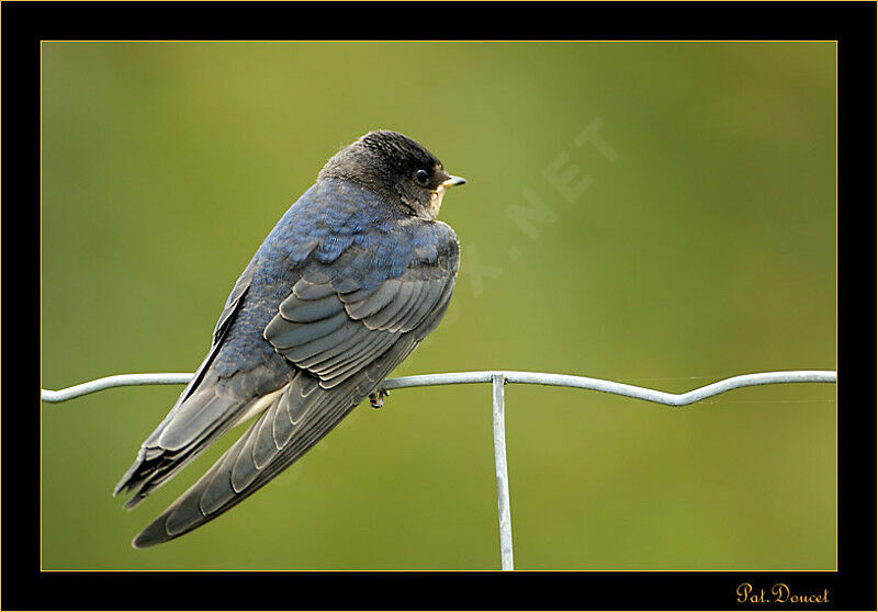 Barn Swallow