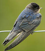 Barn Swallow