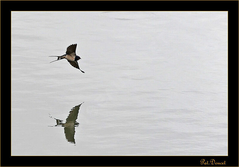 Barn Swallow