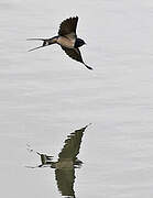 Barn Swallow