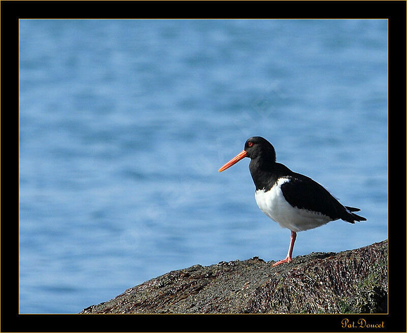 Eurasian Oystercatcher