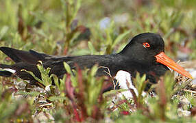 Eurasian Oystercatcher