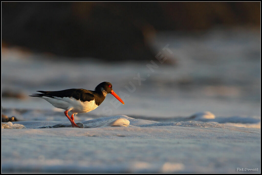 Eurasian Oystercatcher