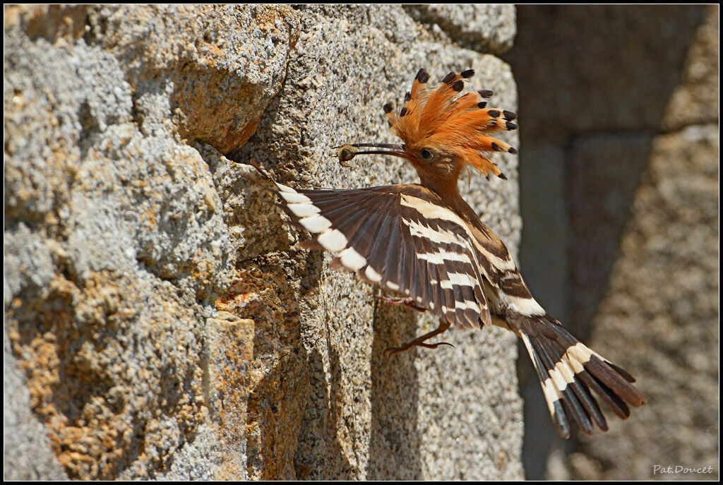 Eurasian Hoopoe