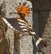 Eurasian Hoopoe