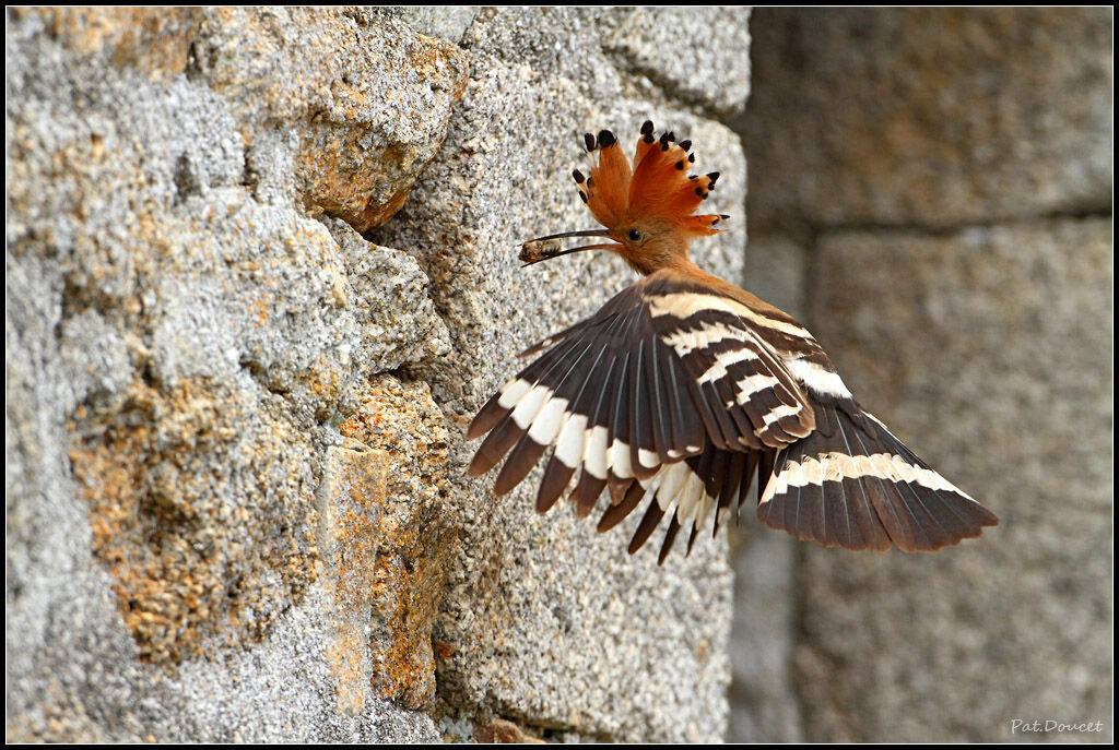 Eurasian Hoopoe