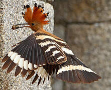 Eurasian Hoopoe