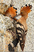 Eurasian Hoopoe