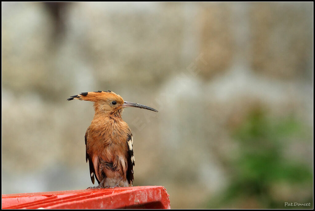 Eurasian Hoopoe