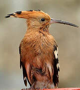 Eurasian Hoopoe