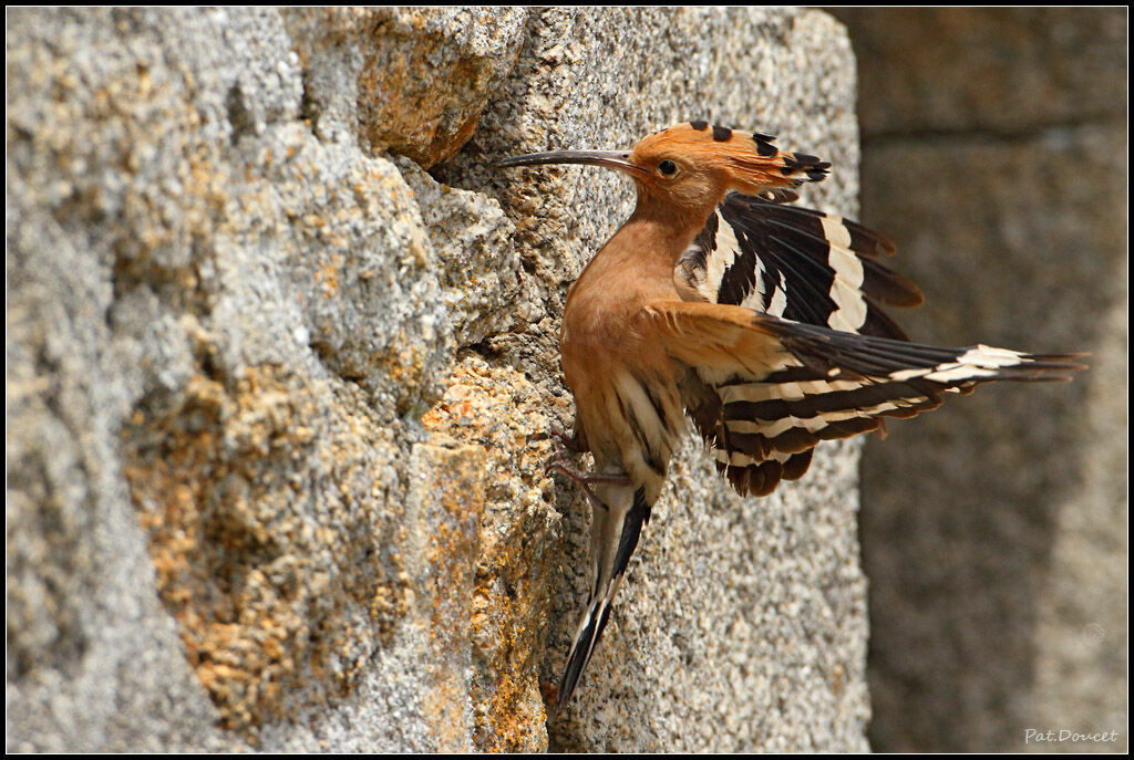 Eurasian Hoopoe