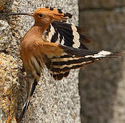 Eurasian Hoopoe