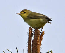 Melodious Warbler