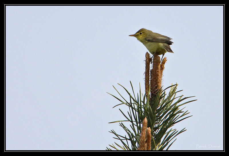 Melodious Warbler