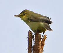 Melodious Warbler