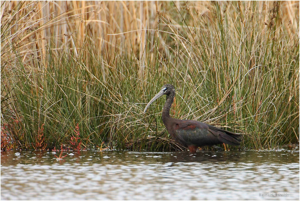 Glossy Ibis