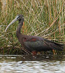 Ibis falcinelle