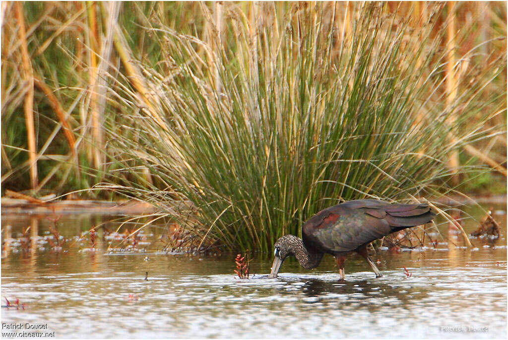 Glossy Ibisadult post breeding, Behaviour