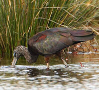 Glossy Ibis