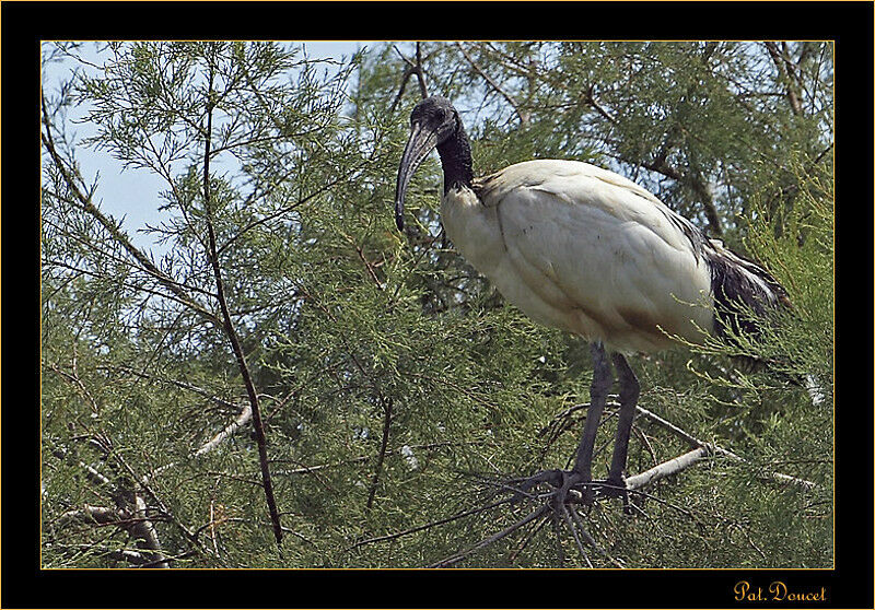 Ibis sacré