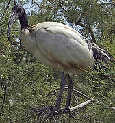 African Sacred Ibis