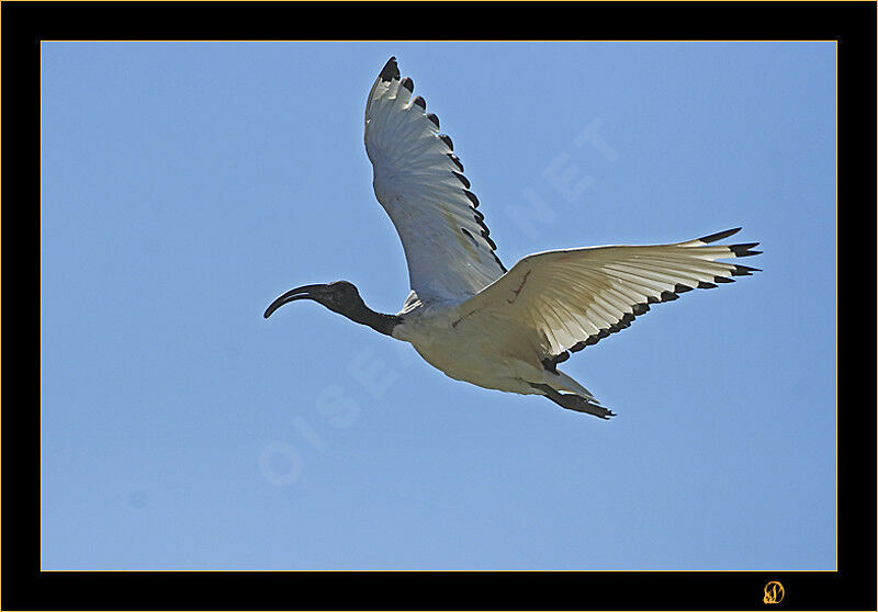 Ibis sacré