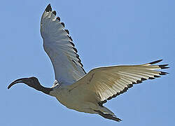 African Sacred Ibis