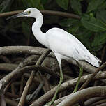 Aigrette bleue