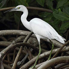 Aigrette bleue