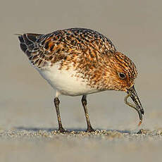 Bécasseau sanderling