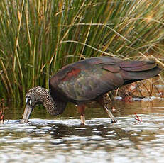 Ibis falcinelle