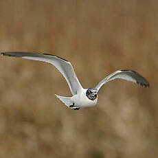 Mouette de Sabine