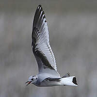 Mouette pygmée