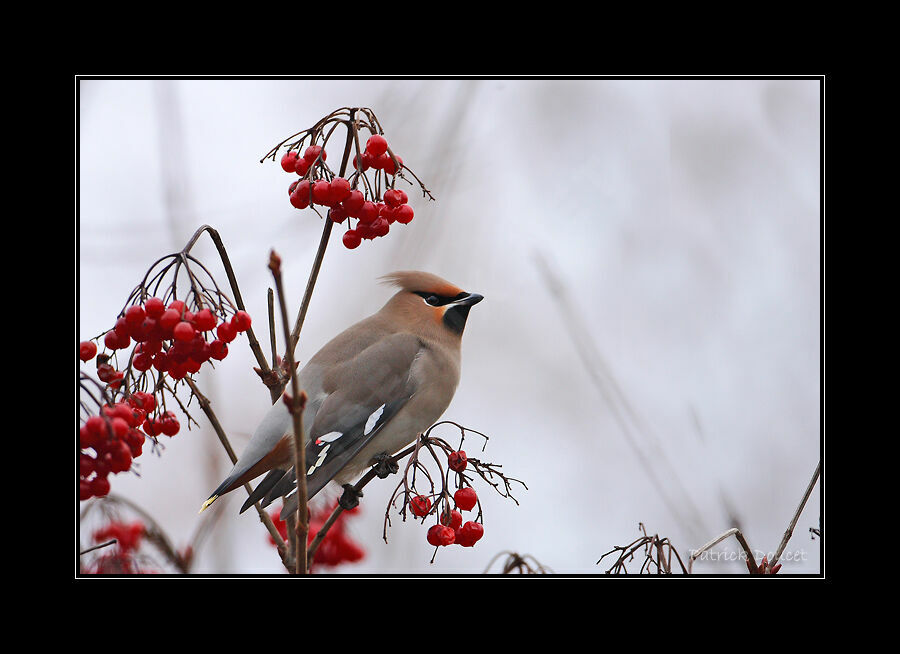 Bohemian Waxwing