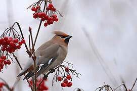 Bohemian Waxwing